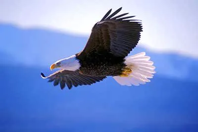 A bald eagle in flight
